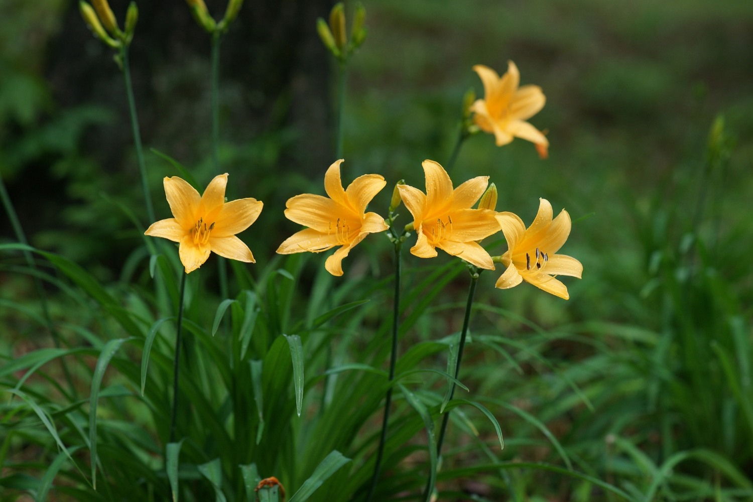ムサシノキスゲ