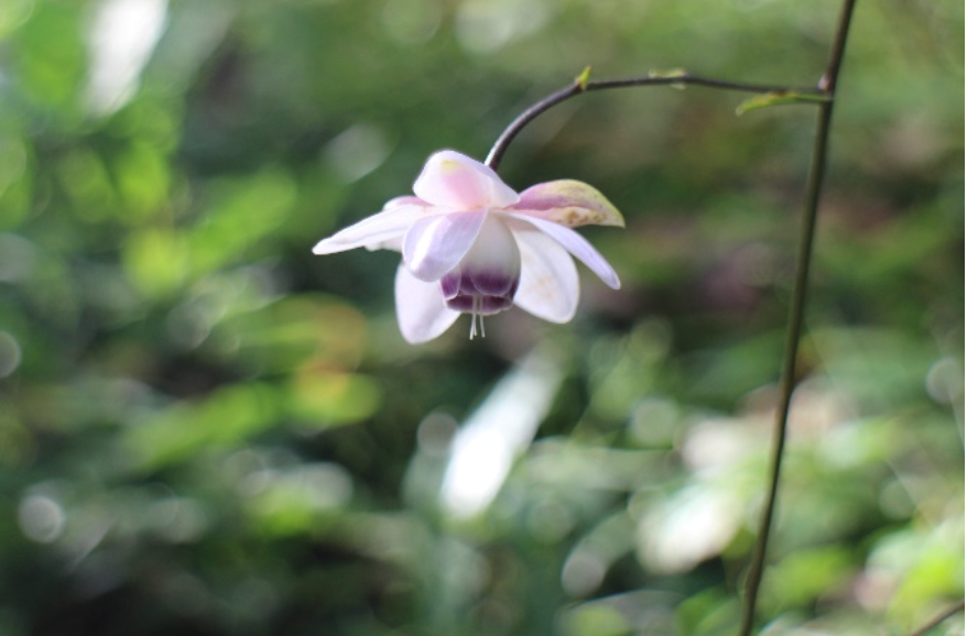 レンゲショウマ